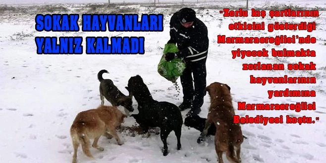 SOKAK HAYVANLARI YALNIZ KALMADI!