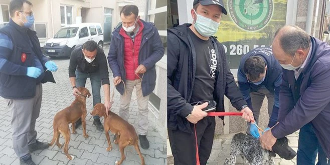 AV KÖPEKLERİNE KUDUZ AŞISI YAPILDI 