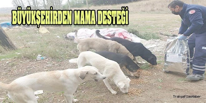 BÜYÜKŞEHİR BELEDİYESİ SOKAK HAYVANLARINA MAMA DESTEĞİNİ SÜRDÜRÜYOR