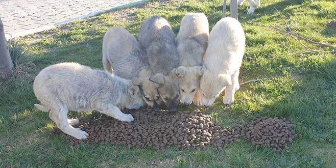 TEKİRDAĞ BÜYÜKŞEHİR BELEDİYESİ SOKAK HAYVANLARINI UNUTMADI