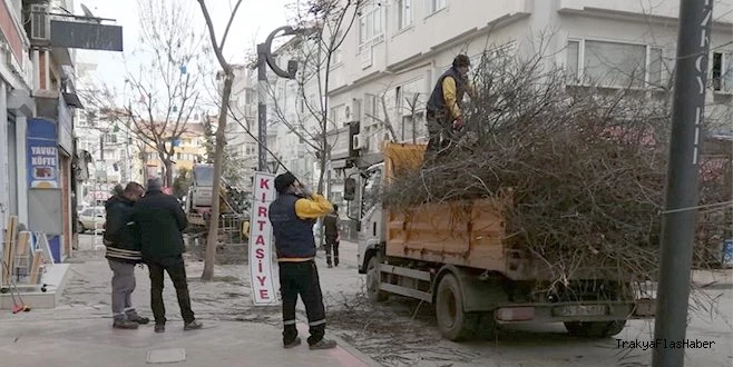 ÇERKEZKÖY`DE AĞAÇLAR BUDANIYOR