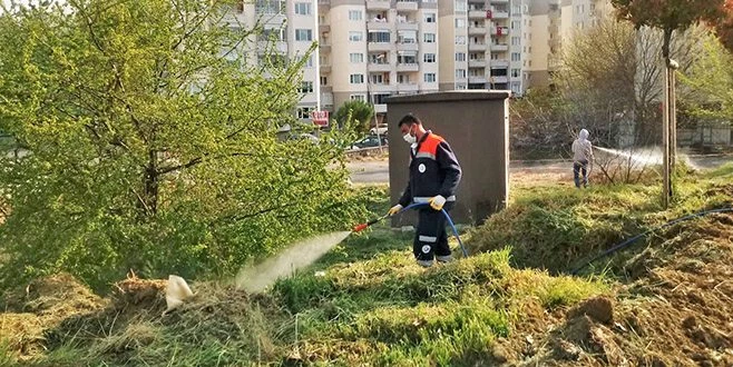 OTLAR BİÇİLİYOR, AĞAÇLAR BUDANIYOR, SÜLEYMANPAŞA YAZA HAZIRLANIYOR