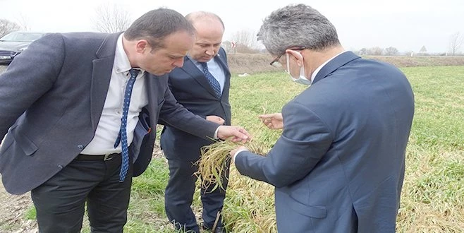 BUĞDAYDAKİ SOĞUK ZARARI ARAŞTIRILDI: ÇEŞİT, GÜBRE VE ZAMAN